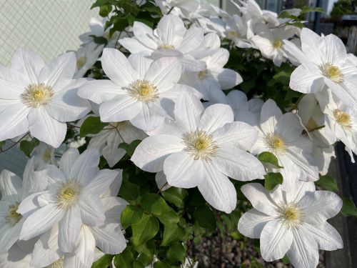 綺麗に咲きました✿